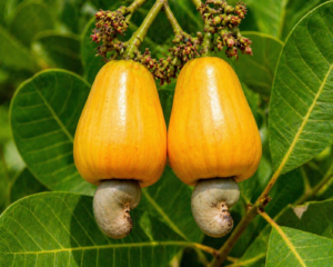 Cashew Fruit