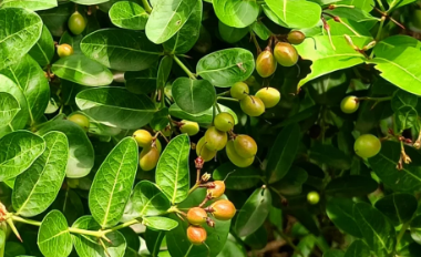 Karwand: The Dark, Sweet Pearl of the Western Ghats 1